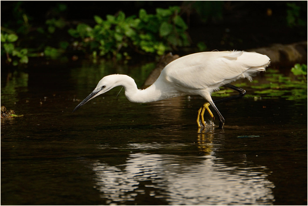 Seidenreiher (Egretta garzetta)