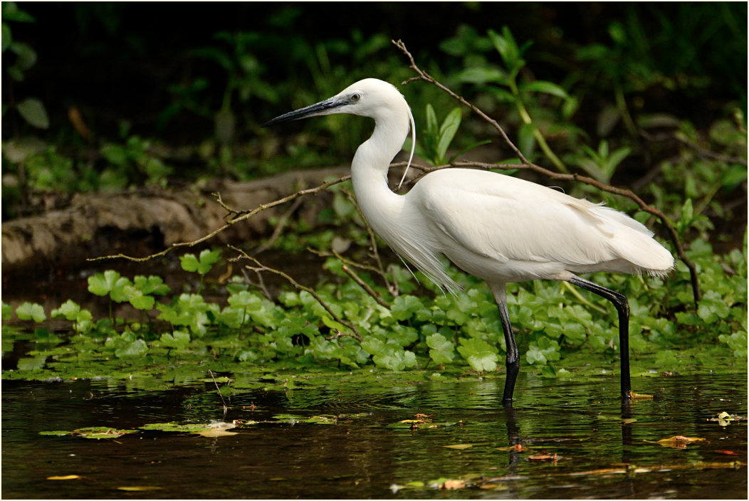 Seidenreiher (Egretta garzetta)