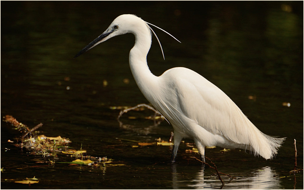 Seidenreiher (Egretta garzetta)