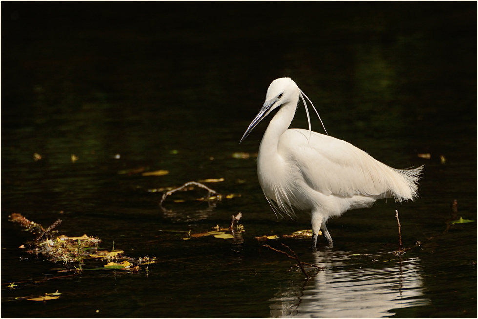 Seidenreiher (Egretta garzetta)