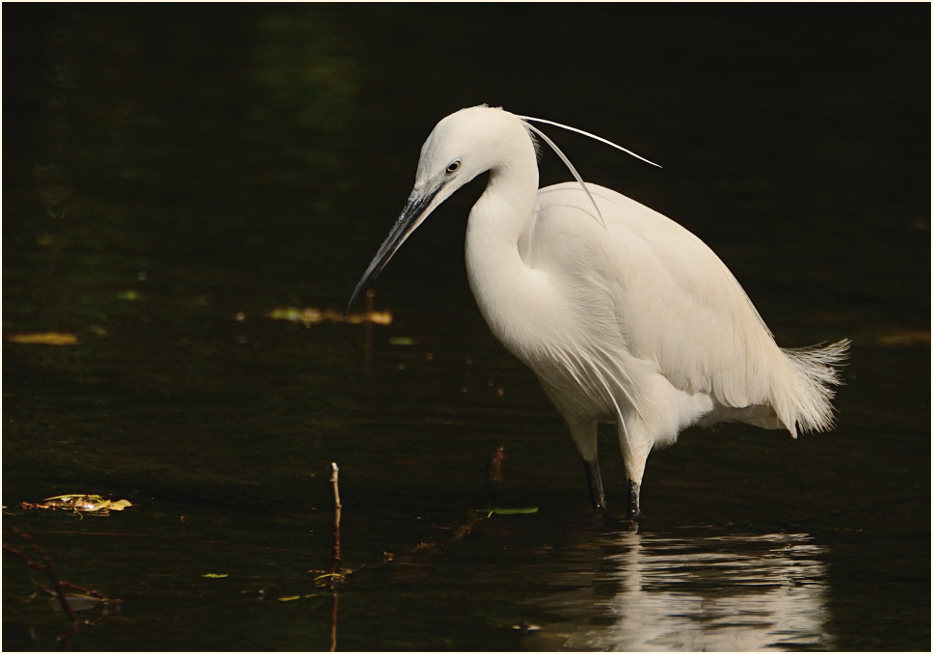 Seidenreiher (Egretta garzetta)