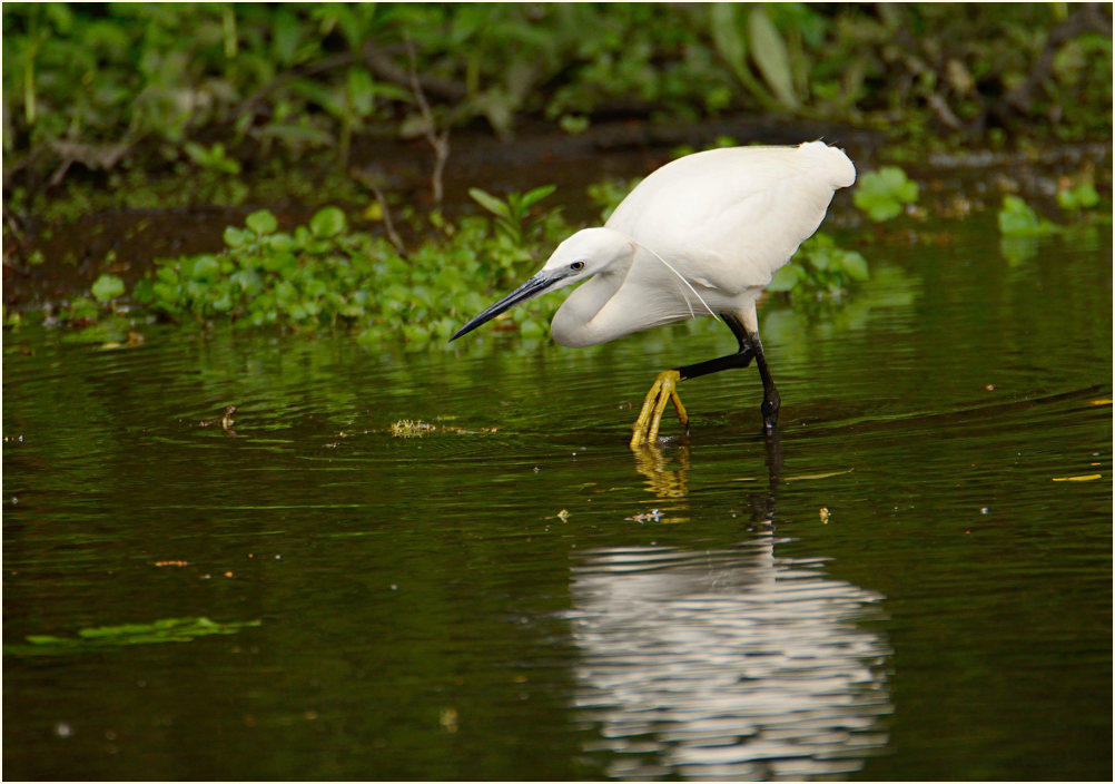 Seidenreiher (Egretta garzetta)