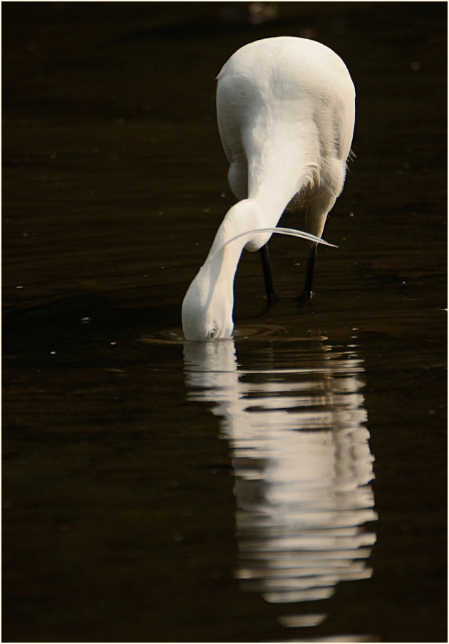 Seidenreiher (Egretta garzetta)
