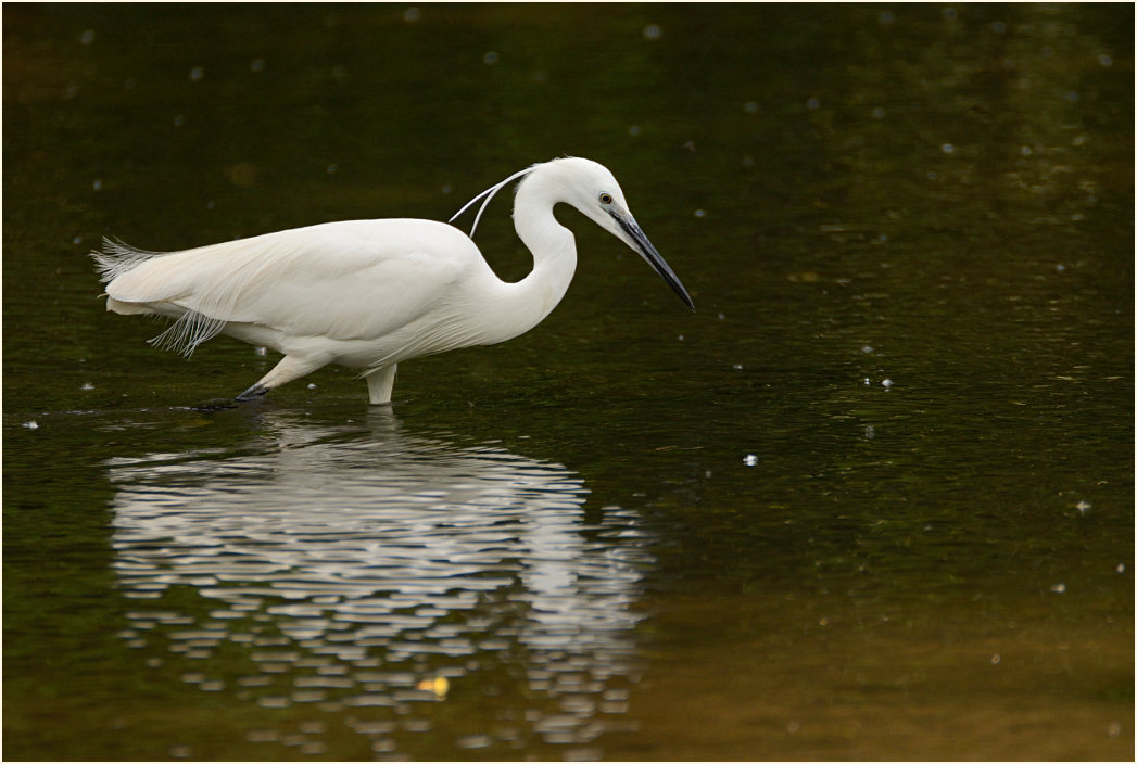 Seidenreiher (Egretta garzetta)