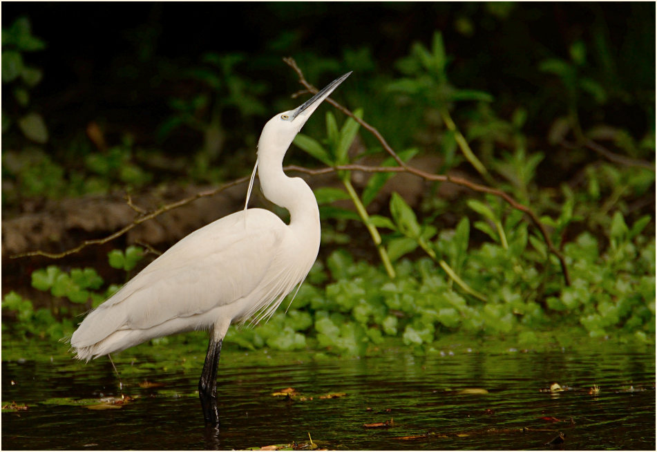 Seidenreiher (Egretta garzetta)