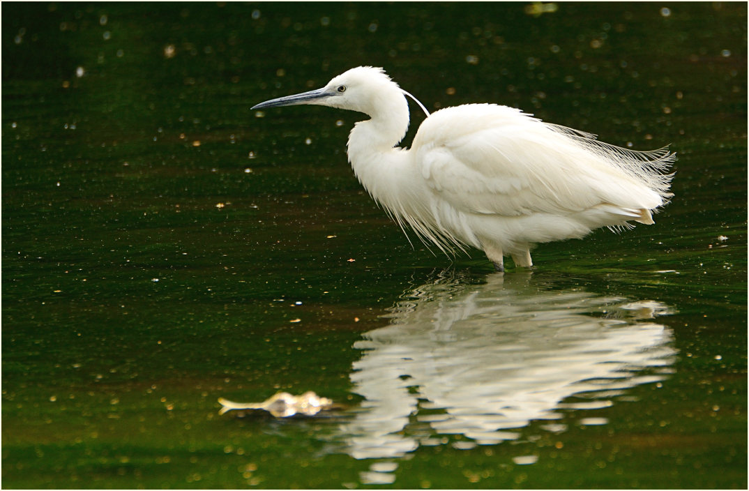 Seidenreiher (Egretta garzetta)
