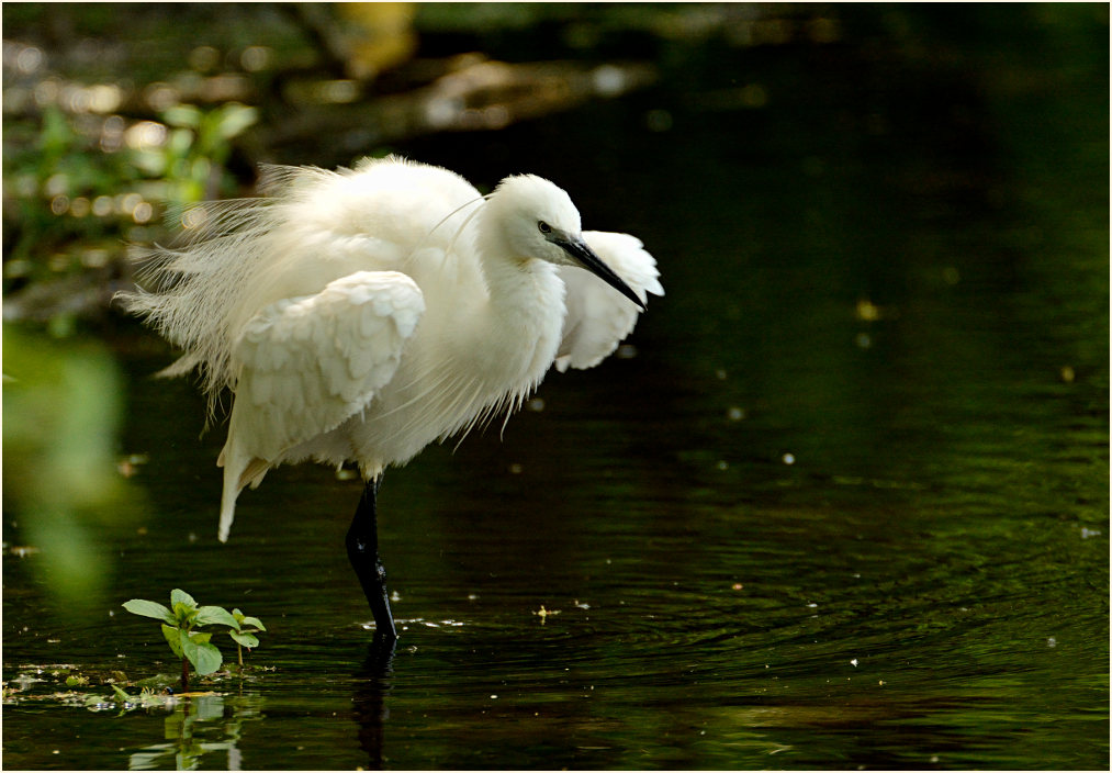 Seidenreiher (Egretta garzetta)