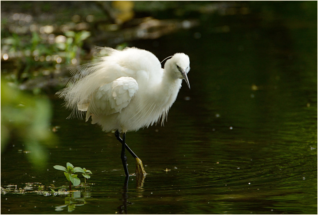 Seidenreiher (Egretta garzetta)