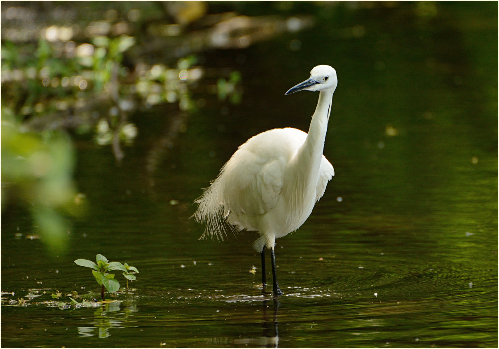 Seidenreiher (Egretta garzetta)
