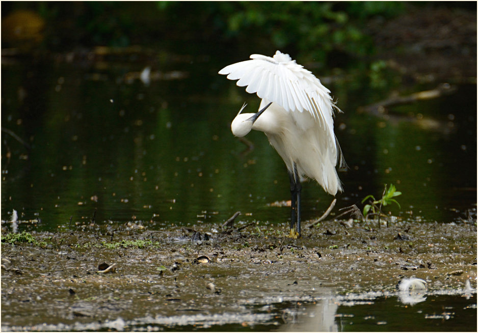 Seidenreiher (Egretta garzetta)
