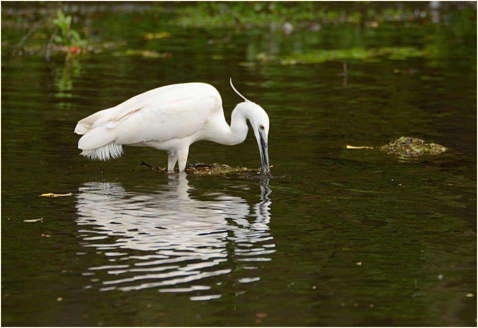 Seidenreiher (Egretta garzetta)