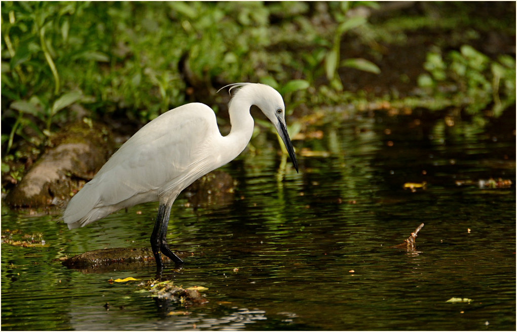 Seidenreiher (Egretta garzetta)