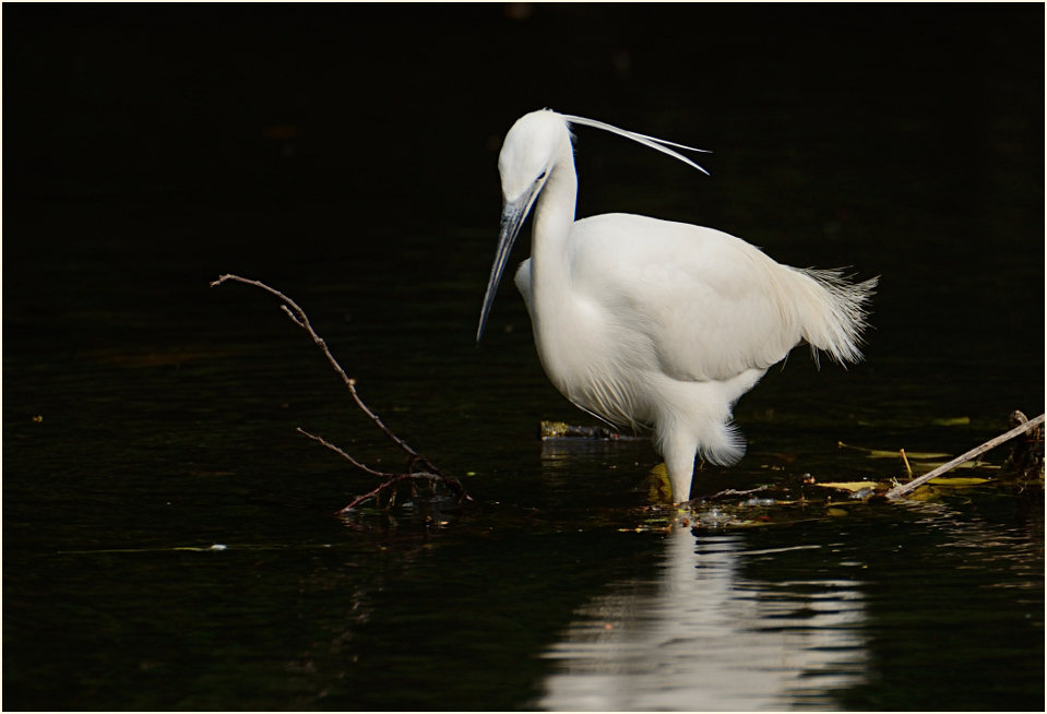 Seidenreiher (Egretta garzetta)