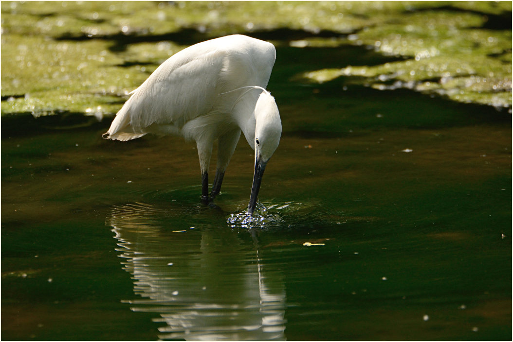 Seidenreiher (Egretta garzetta)