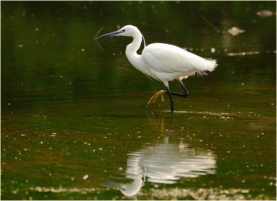 Seidenreiher (Egretta garzetta)