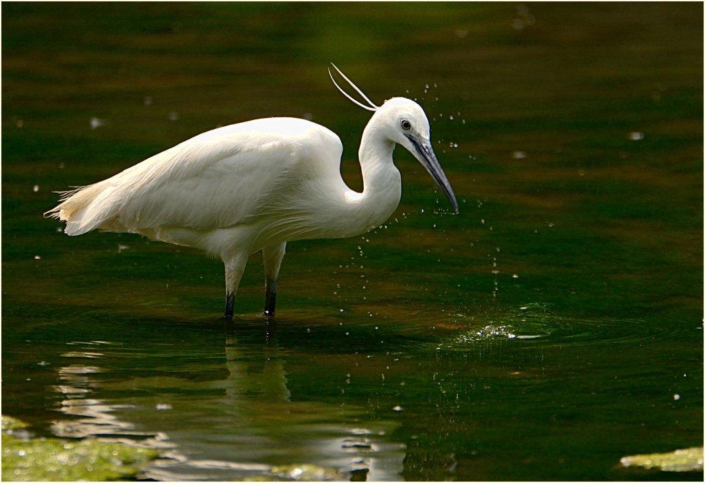 Seidenreiher (Egretta garzetta)