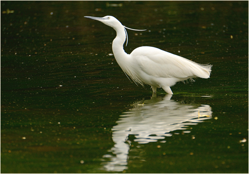 Seidenreiher (Egretta garzetta)