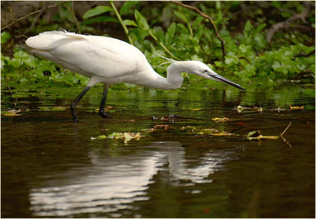 Seidenreiher (Egretta garzetta)