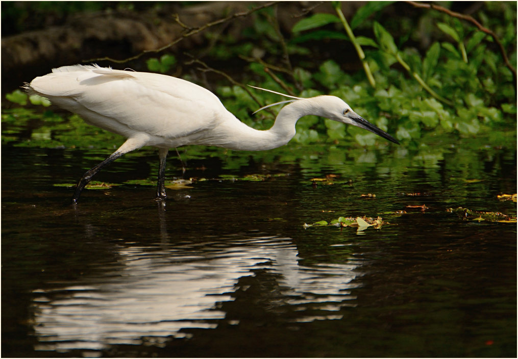 Seidenreiher (Egretta garzetta)