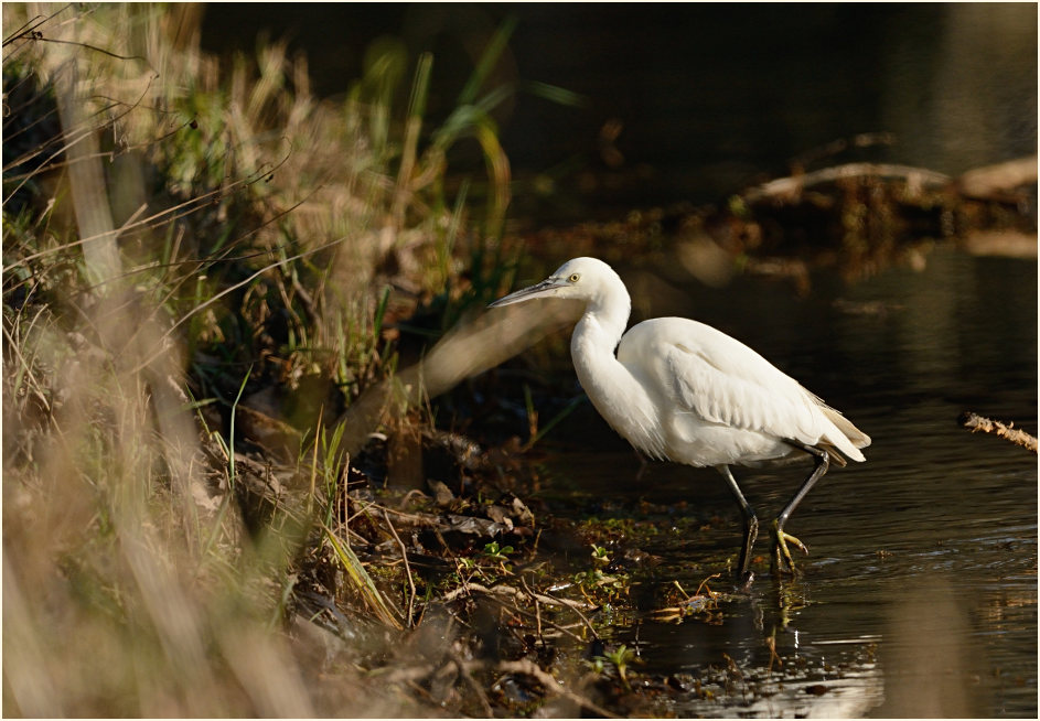 Seidenreiher (Egretta garzetta)