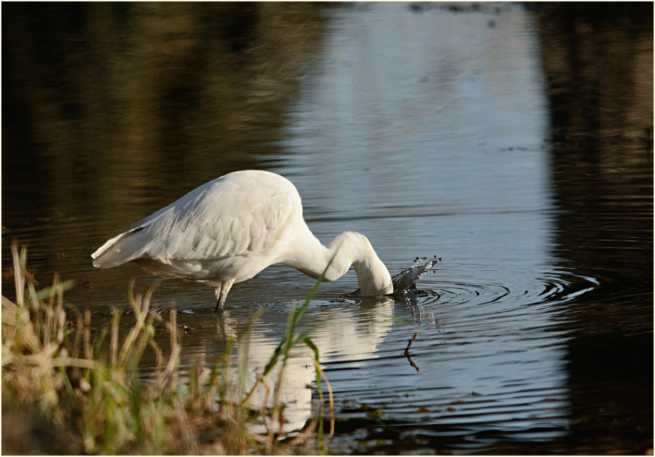 Seidenreiher (Egretta garzetta)