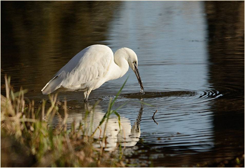 Seidenreiher (Egretta garzetta)