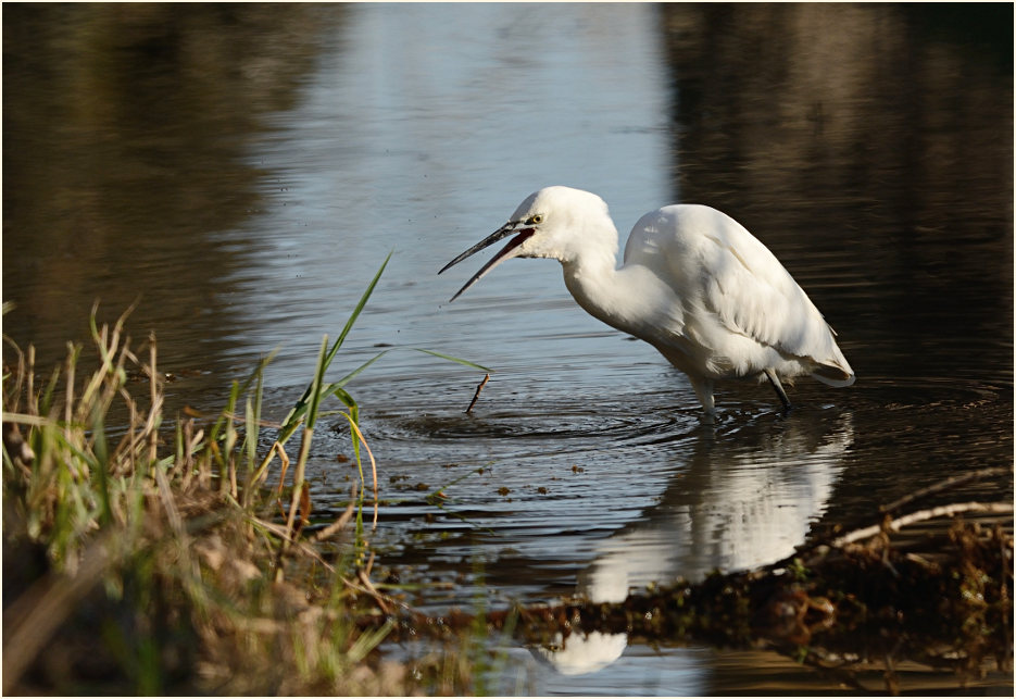 Seidenreiher (Egretta garzetta)