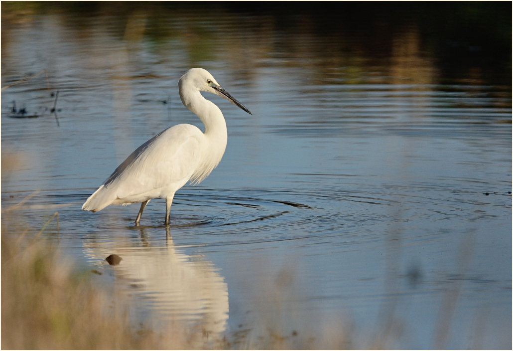 Seidenreiher (Egretta garzetta)