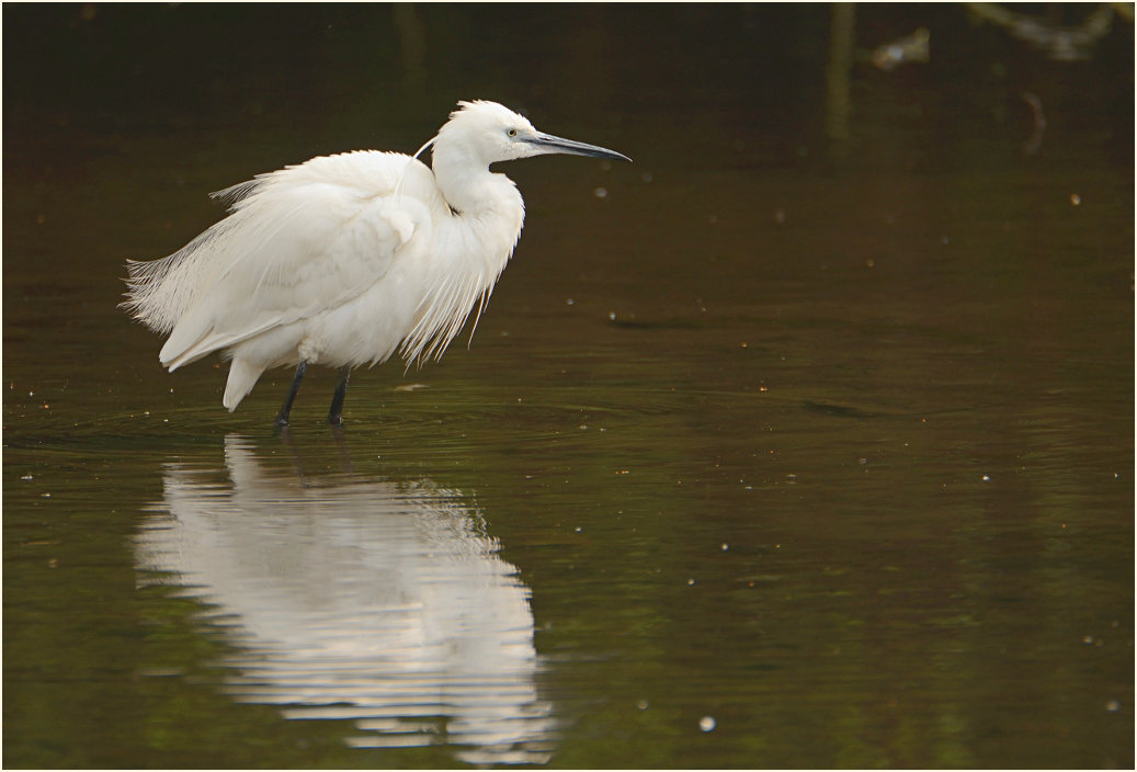 Seidenreiher (Egretta garzetta)