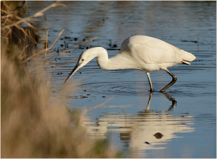 Seidenreiher (Egretta garzetta)