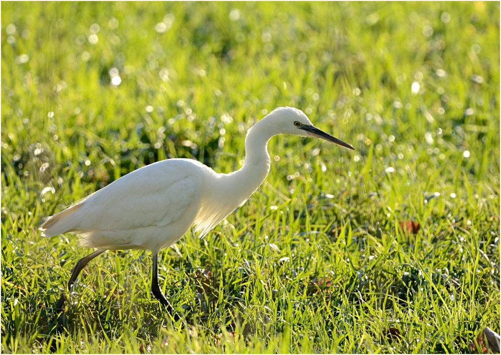 Seidenreiher (Egretta garzetta)