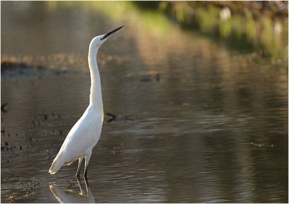 Seidenreiher (Egretta garzetta)