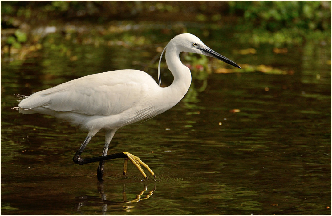 Seidenreiher (Egretta garzetta)