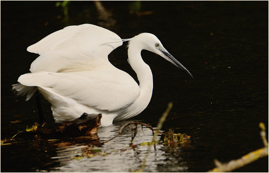 Seidenreiher (Egretta garzetta)