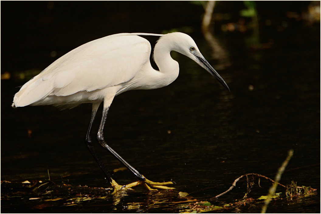 Seidenreiher (Egretta garzetta)