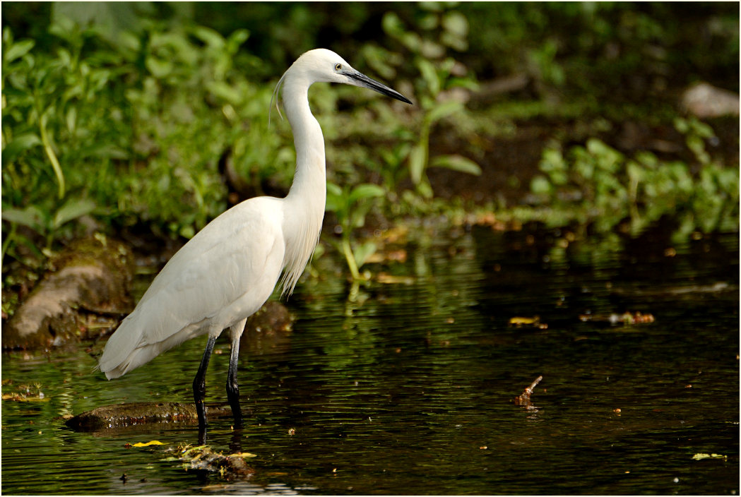 Seidenreiher (Egretta garzetta)
