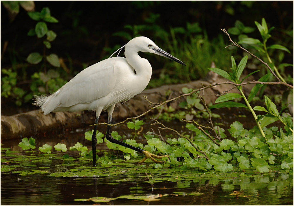 Seidenreiher (Egretta garzetta)