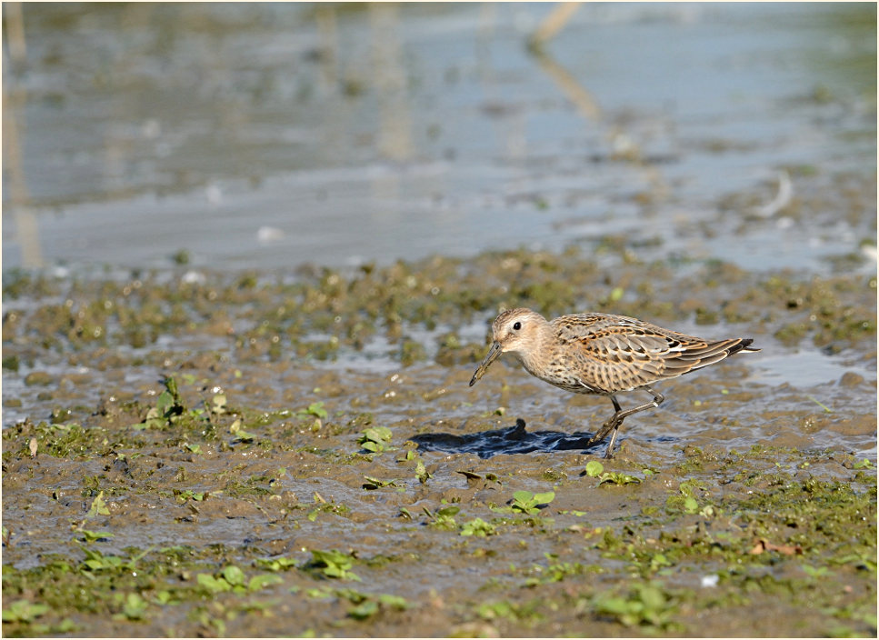 Sichelstrandläufer (Calidris ferruginea)