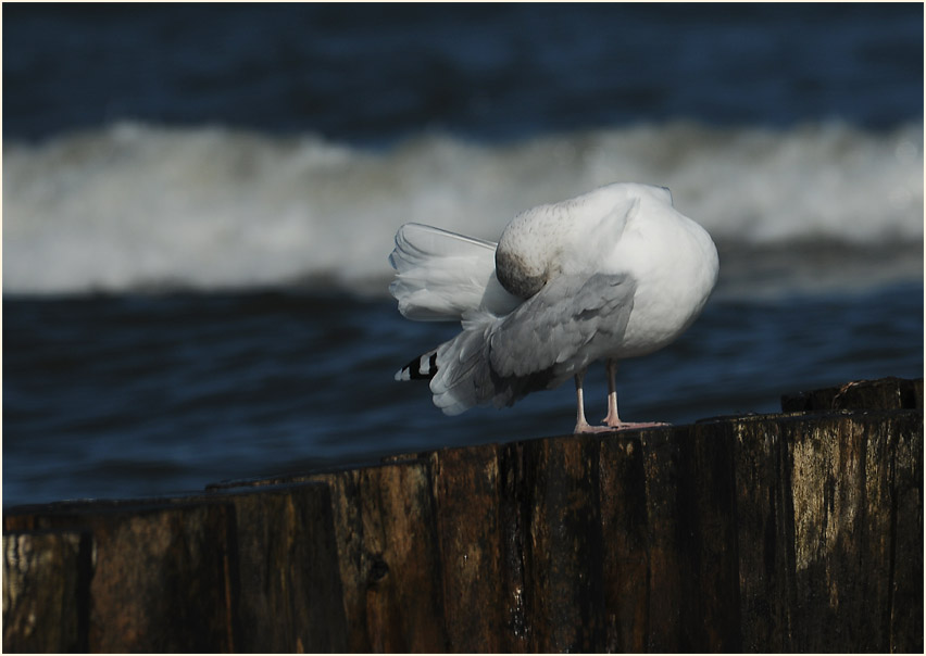 Silbermöwe (Larus argentatus)