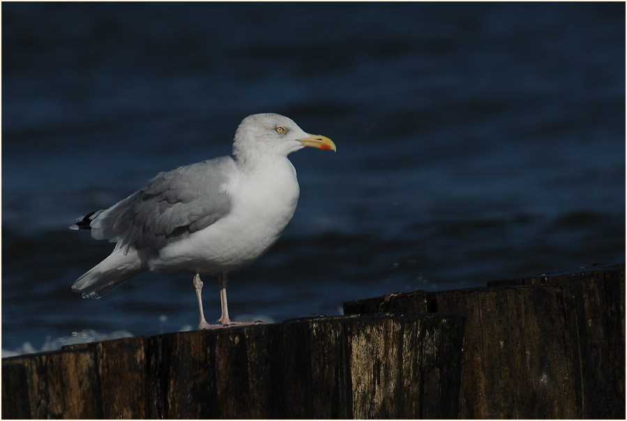 Silbermöwe (Larus argentatus)