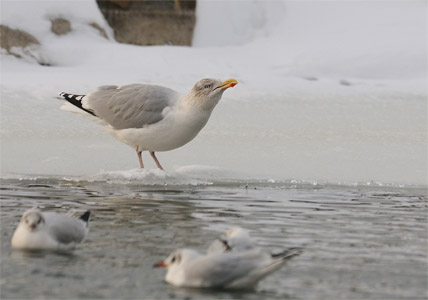 vergrößern