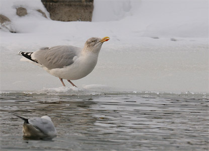 vergrößern