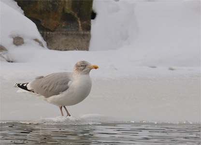 vergrößern