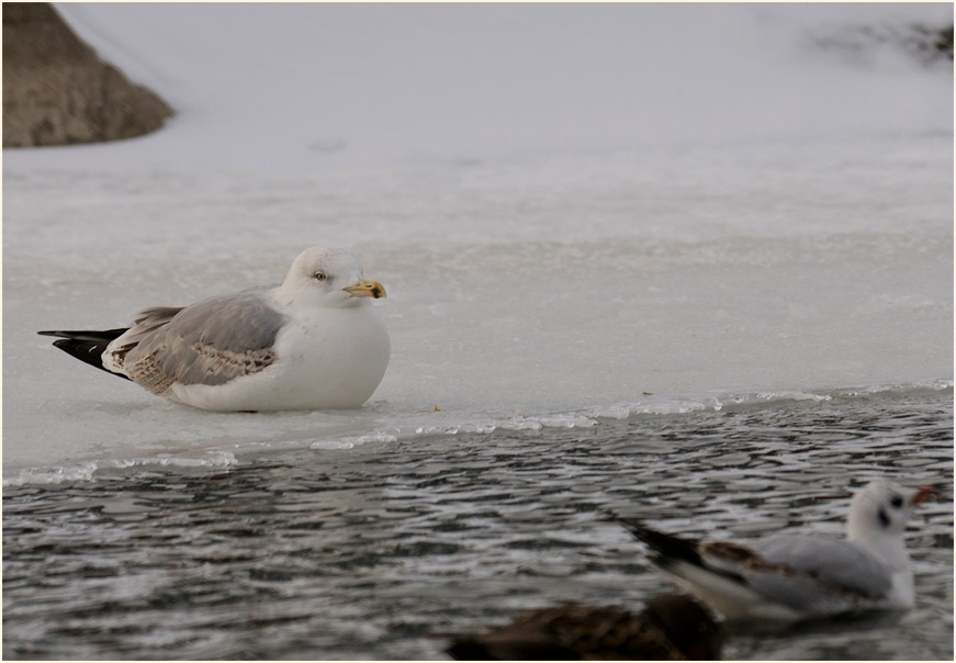 Silbermöwe (Larus argentatus)