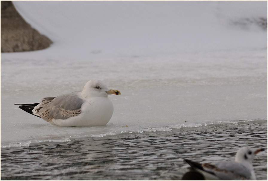 Silbermöwe (Larus argentatus)