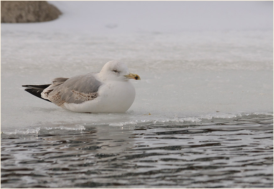 Silbermöwe (Larus argentatus)