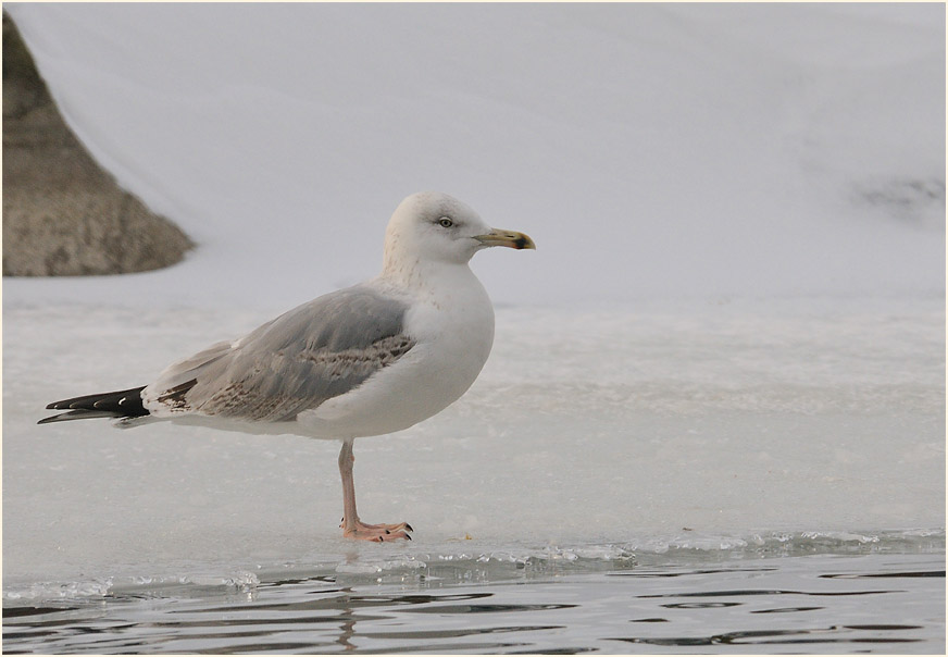 Silbermöwe (Larus argentatus)