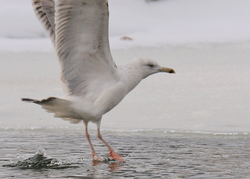 Silbermöwe (Larus argentatus)