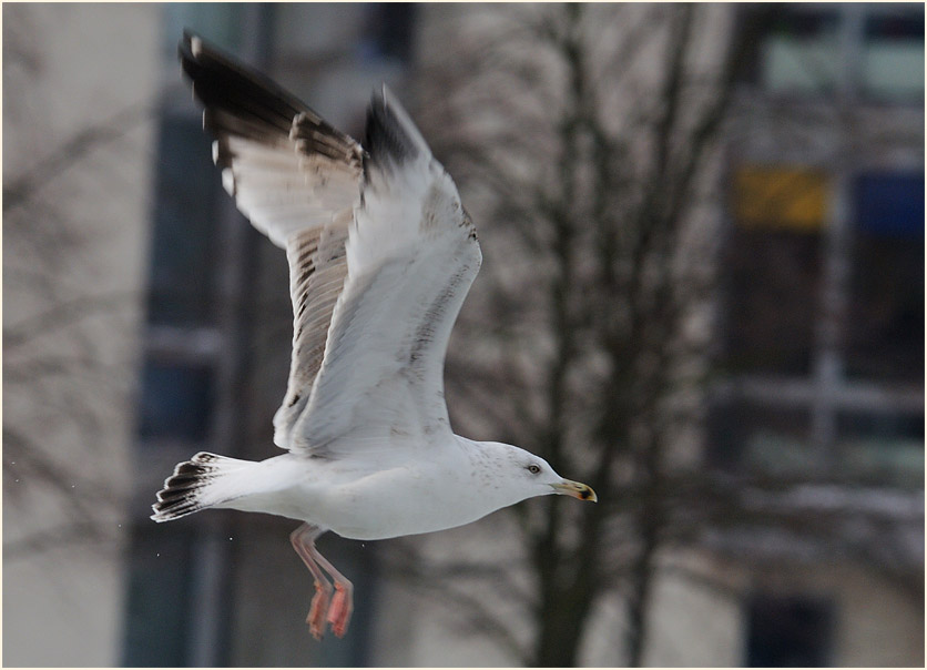 Silbermöwe (Larus argentatus)