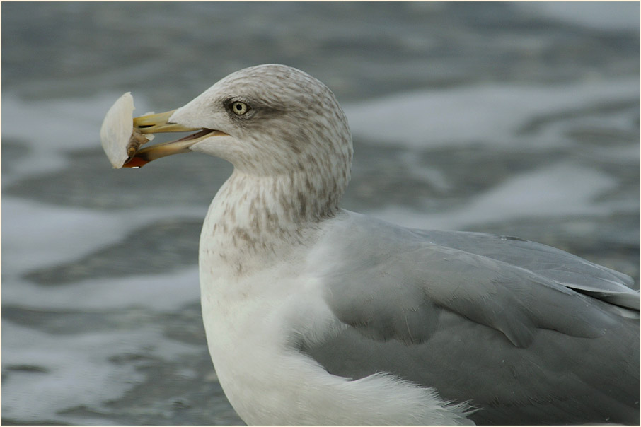 Silbermöwe (Larus argentatus)